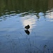 eine Ente steht auf dem Wasser