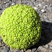 Who knows the name of this fruit - from a tree in Turkmenistan?