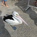 Pelikan in Tin Can Bay