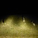 endlcih die ersten lebenden wilden Kanguruhs gesehen ( nach über 300 toten in der ersten Woche)