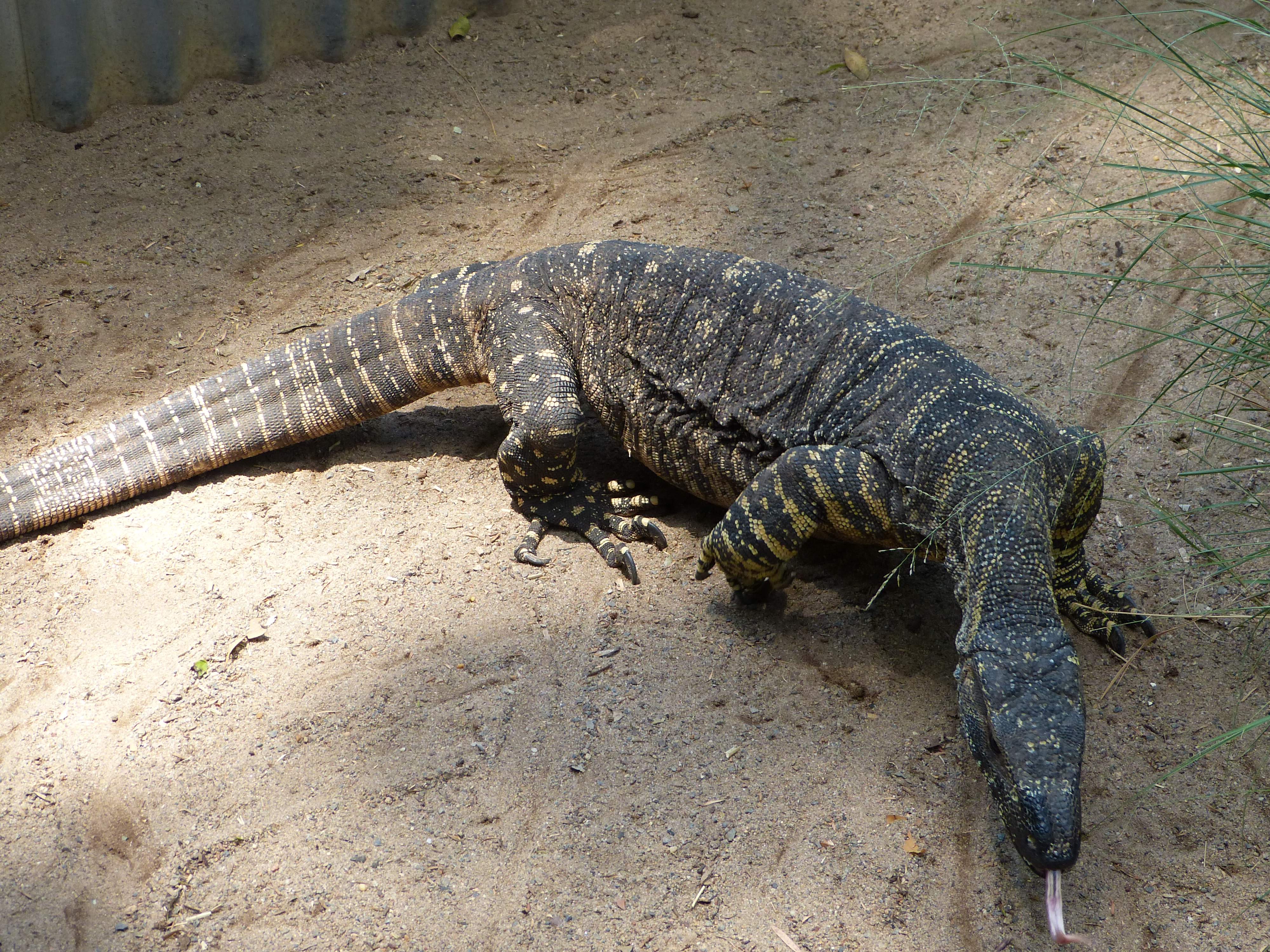 Warane sind einfach geniale Tiere Fotos