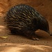 Enchidas - die Australischen Igel