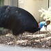 EIn Cassowary -  die großen Laufvogel können bis zu 1,70 Meter groß und 60 Kilo schwer werden, dabei erreichen sie eine Laufgeschwindigkeit von bis zu 50 km/h
