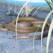 Ein Inlandtaipan - die giftigste Schlange der Welt