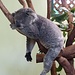 Koalas kann man einfach nur süß finden