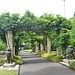 im botanischen Garten
