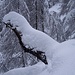 drago di neve...