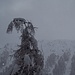 il peso della neve.....