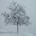 and finally......."The Snow"...........