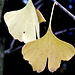 Blatt des Ginkgos<br /><br />Die Ginkgogewächse gehören weder zu den Nadel- noch zu den Laubbäumen, sondern bilden eine eigene Gruppe. Obwohl der Ginkgo auf den ersten Blick Ähnlichkeit mit Laubbäumen (Bedecktsamer) hat, ist er mit den Nadelbäumen näher verwandt und wird deshalb wie sie zu den Nacktsamern gezählt. Der Ginkgo wird in eine eigene Klasse eingeordnet, in die Klasse Ginkgoopsida (oder Ginkgophyta). Von der Klasse Coniferopsida unterscheidet er sich durch die abweichenden Strukturen der generativen Organe, insbesondere der begeißelten Spermatozoiden. Von der Klasse der Palmfarne (Cycadopsida) unterscheiden sie sich vor allem durch die Anatomie der vegetativen Organe. Die Ginkgoopsida enthalten wiederum eine einzige Ordnung, die Ginkgoartigen (Ginkgoales), deren einzige Familie die Ginkgogewächse (Ginkgoaceae) mit nur einer lebenden Gattung der Ginkgo sind.