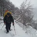 salendo nel bel bosco 