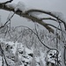 Finestra nevosa