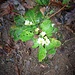 Primula acaulis (L.) L.<br />Primulaceae<br /><br />Primula comune.<br />Primévere acaule.<br />Stängellose Schlüsselblume.