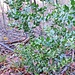 Ruscus aculeatos L.<br />Asparagacea (Liliaceae p.p.)<br /><br />Ruscolo pungitopo.<br />Fragon piquant.<br />Mäusedorn.