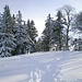 Auf dem Wirtsberg, wo das Gratweglein zur Höchhand beginnt, sind Tannen und Bäume im Winter immer besonders schön