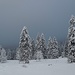 Frisch verschneite Winterbäume im Tal