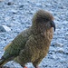 tolle Vögel