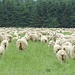 Schäfchen zählen vor dem Schlafengehen ;-)