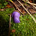 Deep Purple Mushroom