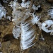 faszinierendes [https://de.wikipedia.org/wiki/Kammeis Kammeis] - aus dem Boden "wachsende" Eisnadeln