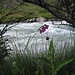 Gladiole im Unterholz am Daut-Fluss - bei der Körperwäsche entdeckt :-)