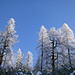 Märchenhaft verschneiter Lärchenwald über dem Furggabödeli