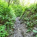Im schattigen Aufstieg