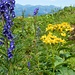 Schaut schön aus - auch wenn ich nicht weiß, was ich da fotografiert habe. Pflanzen sind eher nicht meine Welt, trotzdem fotografiere ich sie gerne ;)

Nachtrag: Blauer Eisenhut - die giftigste Pflanze in unseren Breitengraden. Danke an Erwin für diese Info