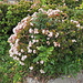 Schöne Vegetation auf Schritt und Tritt