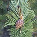 Pino montano (Pinus mugo).