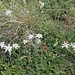 Edelweiss o Stella alpina.