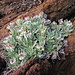 Helichrysum devium, eine auf Madeira endemische Pflanze