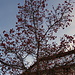 Baum am Rückweg zum Bahnhof, sah vor [http://www.hikr.org/gallery/photo1665347.html?post_id=90134#1 sechs Tagen] so aus
