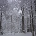 Mal ist der Wald hoch ...