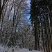 Auf 700m hat es schon viel Schnee im Wald der durch die Sonnenbeleuchtung fast märchenhaft erscheint.<br /><br />Foto beim Waldstück „Iischlag“ südöstlich des Büürer Holzes.