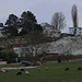 Schafe weiden am Ortsrand von Ermatingen (397m).