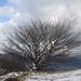 Sasso Malascarpa
