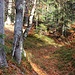 Waldweg