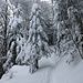 herrliches Skiwandern durch verschneite Wälder