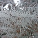 Der Winter macht auch einen einfachen Ast zum Kunstwerk.