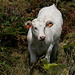 Ilha do Pico - Bei Wanderungen und Ausflügen im Hochland von Pico sind Rinder allgegenwärtig. Nummer 4545 pirscht sich hier durch die typische Strauchvegetation, um uns zu besuchen.
