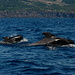 Ilha do Pico - Vor der Küste der Insel können mit etwas Glück verschiedene Wale und Delphine beobachtet werden. Hier ziehen Pilotwale vorüber, das Baby guckt freundlicherweise auch gerade aus dem Wasser.