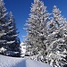 schönste Winterlandschaft