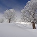 Verzuckerte Bäume und Schneeverwehungen
