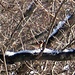 Un ciuffolotto (Phyrrula phyrrukla).