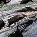 Am Seal Rock hat's Seehunde, wer hätte das gedacht.