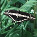 Königs-Schwalbenschwanz (Papilio thaos)