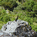 Ein Kea (Zoom)