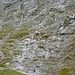 Gebirgsbäche vom Gletscher des Mount Crosscut