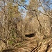 harmloser Aufstieg im Wald